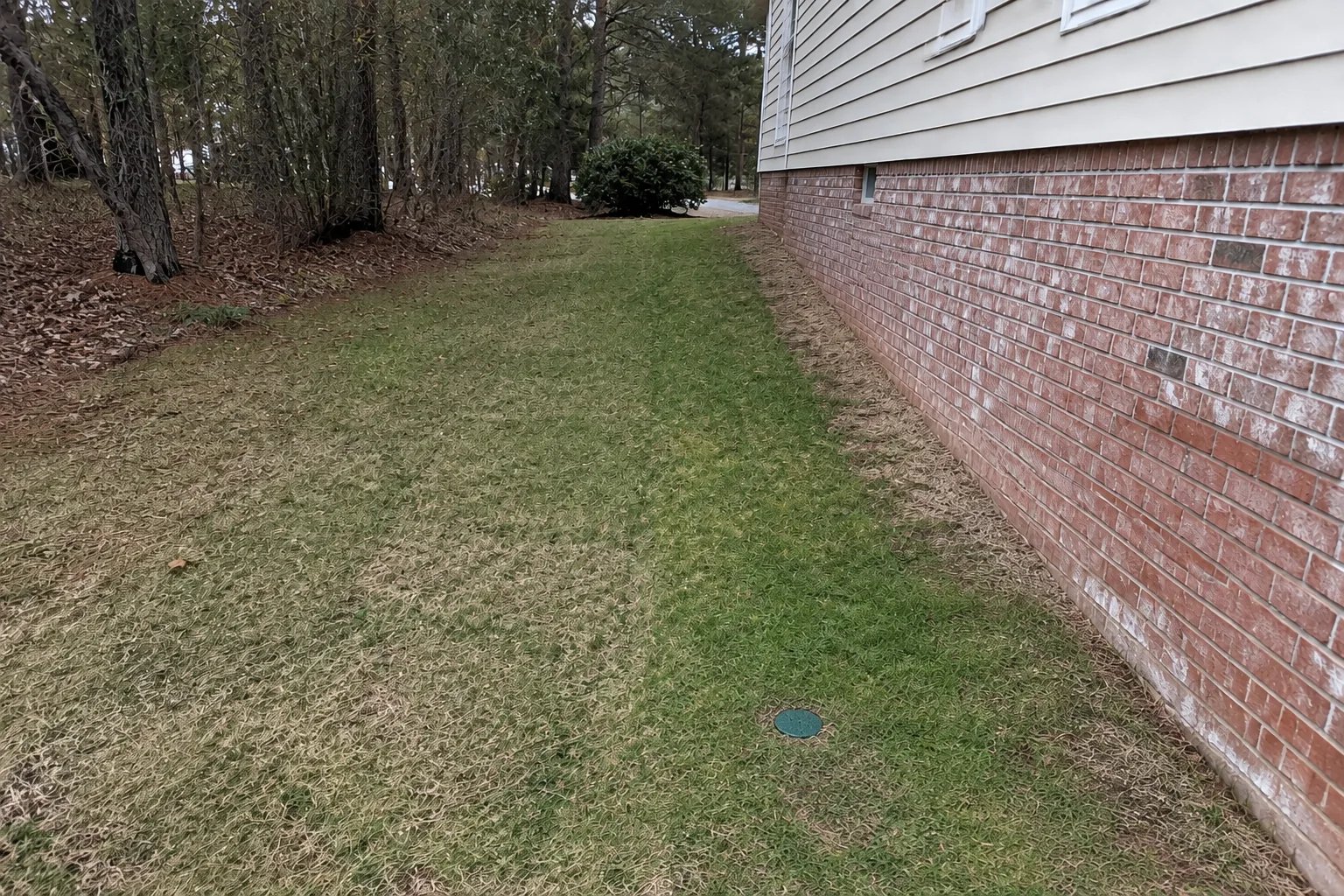 Restored side yard over a completed French drain route with a flush outlet